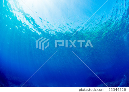 沙丁魚和陽光的幼蟲 沙丁魚和陽光的幼蟲 23344326