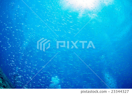 沙丁魚和陽光的幼蟲 23344327