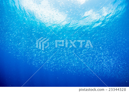 沙丁魚和陽光的幼蟲 23344328