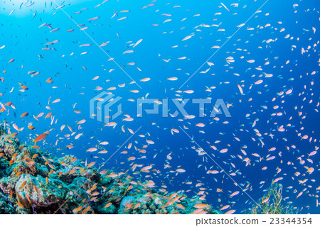 Madder eggplant Madder eggplant 23344354