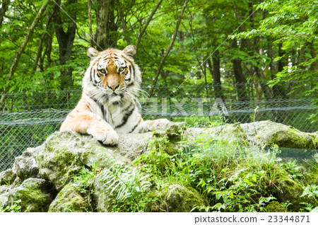 Fuji Safari Park | Amur Tora 23344871