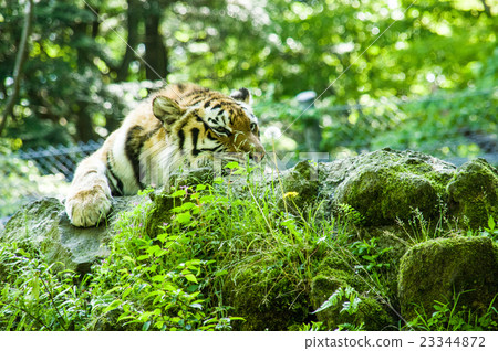 Fuji Safari Park | Amur Tora Fuji Safari Park | Amur Tora 23344872
