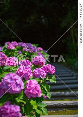 小直徑繡球花 23344957