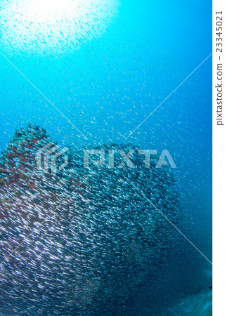 A group of sky-blue daikei A group of sky-blue daikei 23345021