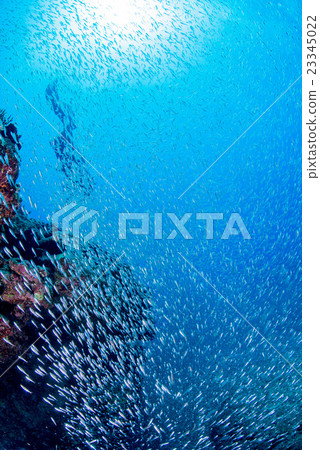 A group of sky-blue daikei A group of sky-blue daikei 23345022