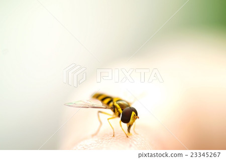 Hanaabu停在手指上 23345267