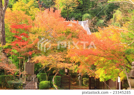 Jitsuzenji(京都八幡市)秋葉在界域 Jitsuzenji(京都八幡市)秋葉在界域 23345285