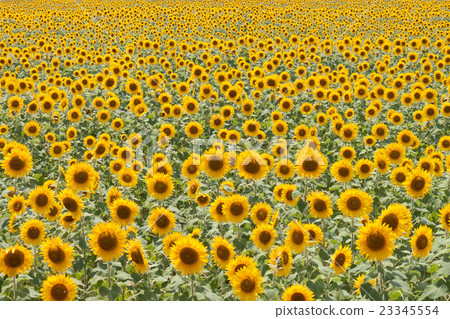 向日葵花田 盛開 茂盛 23345554