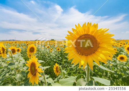 Blue sky and sunflower Blue sky and sunflower 23345556