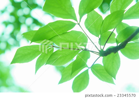 Cossióbra的年輕葉子 Cossióbra的年輕葉子 23345570