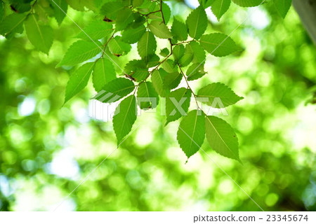 大阪城公園新綠色 23345674