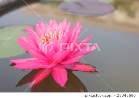 Pink lotus with plant 23345696