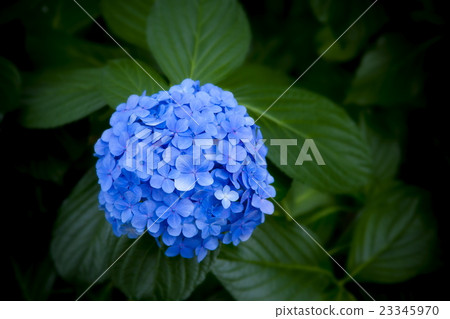hydrangea hydrangea 23345970