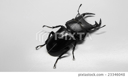 Okuwagata Okuwagata 23346048