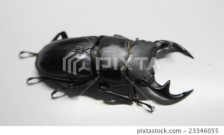 Okuwagata Okuwagata 23346055