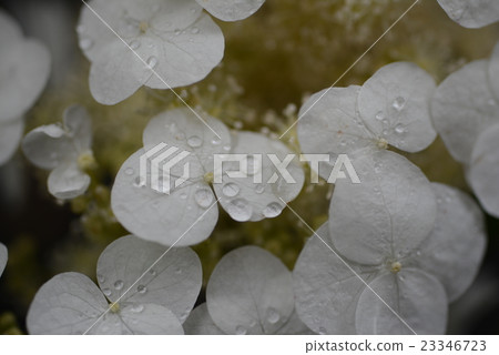 繡球 23346723