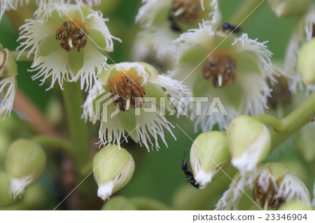 天然植物Hortonoki，在Yamabara。白色雄蕊花瓣和雄蕊黃色分裂成線的對比很有趣 23346904