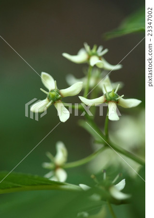 Natural plants Mayu Mi, deciduous shrubs of dicotyledonous strains. Flowers bloom early summer. This flower is a male flower because the stamina is long ② Natural plants Mayu Mi, deciduous shrubs of dicotyledonous strains. Flowers bloom early summer. This flower is a male flower because the stamina is long ② 23347002