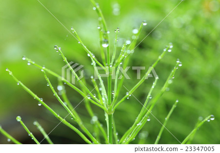 Water drops attached to plants after rain 23347005