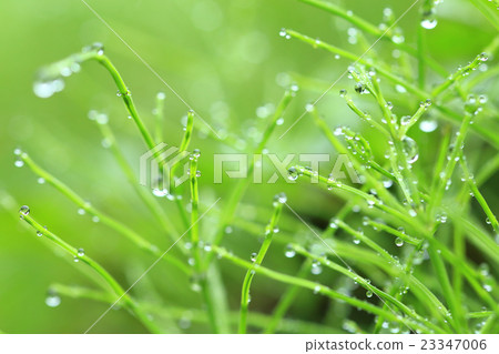 Water drops attached to plants after rain 23347006