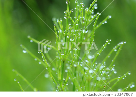 Water drops attached to plants after rain 23347007
