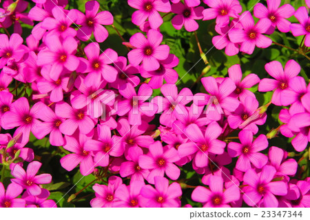 Imokatabi之花(Fusi Nehana Katabami) Imokatabi之花(Fusi Nehana Katabami) 23347344