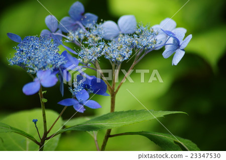 Yamah hydrangea Yamah hydrangea 23347530