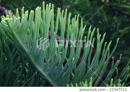 Alokaria leaves Alokaria leaves 23347553