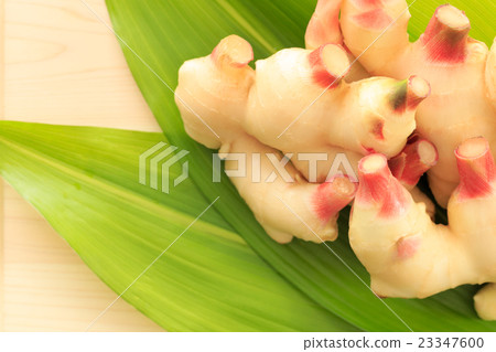 Fresh new ginger Fresh new ginger 23347600
