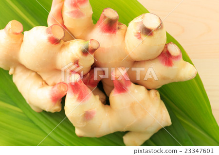 Fresh new ginger 23347601