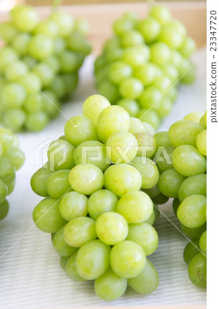 Grape  23347720