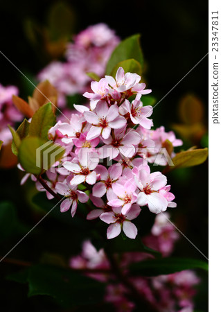 紅花分享熊花 23347811