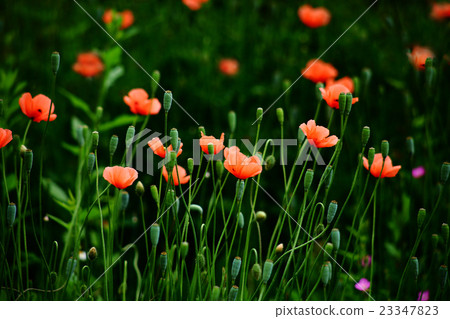 開花在領域的Nagami hinagi花 23347823