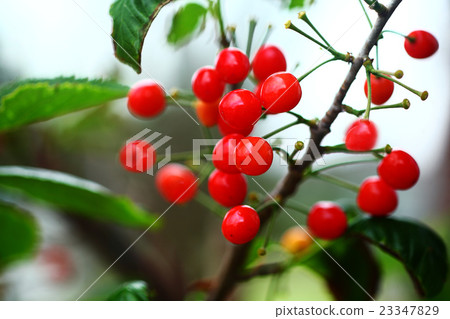 當西櫻花變紅時 23347829