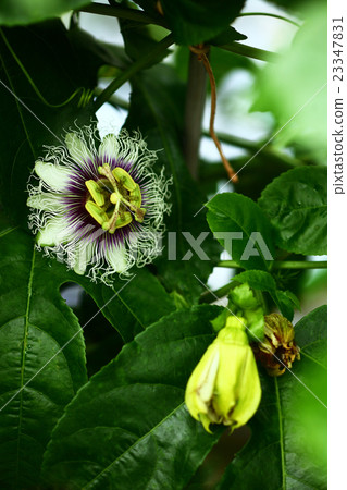 開花自溫室的激情花 23347831