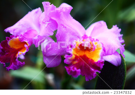 西部跑牛花 23347832