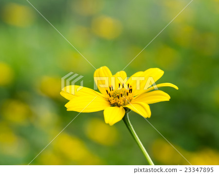 Golden-colored Jerusalem artichoke Golden-colored Jerusalem artichoke 23347895