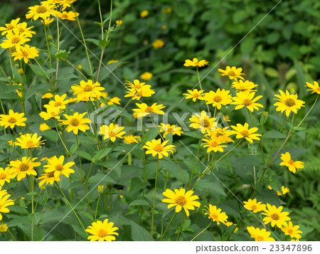 Golden-colored Jerusalem artichoke 23347896
