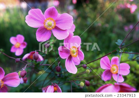 Shuumeigiku，美麗綻放 23347913