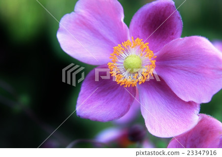 美麗的淺紫色Shumayigiku 23347916