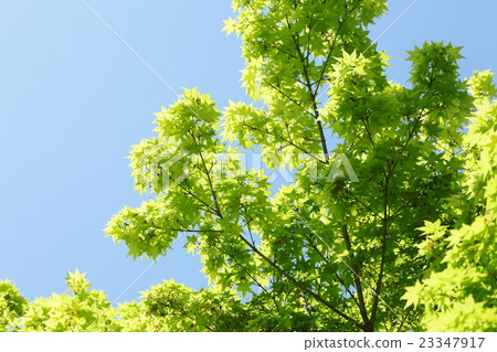 新鮮的綠色楓樹 新鮮的綠色楓樹 23347917