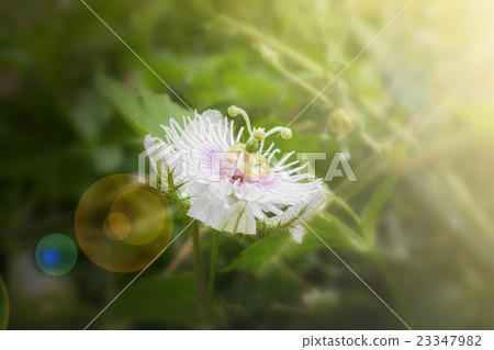 Romantic nature wild grass flower,Passiflora Romantic nature wild grass flower,Passiflora 23347982
