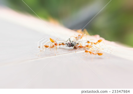 Bad luck fly or fly house sacrifice by ant team Bad luck fly or fly house sacrifice by ant team 23347984