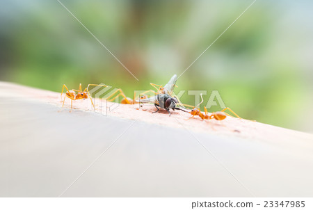 Bad luck fly or fly house sacrifice by ant team Bad luck fly or fly house sacrifice by ant team 23347985