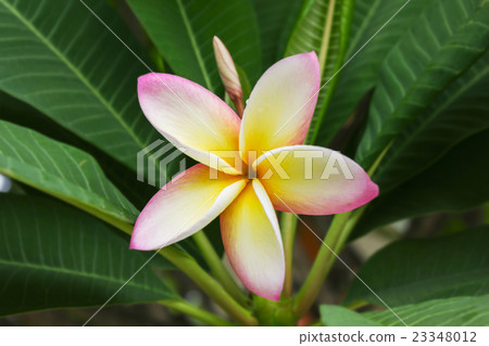 yellow pink and white flower plumeria or frangip yellow pink and white flower plumeria or frangip 23348012