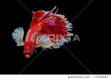 Betta fish, siamese fighting fish movement Betta fish, siamese fighting fish movement 23348087