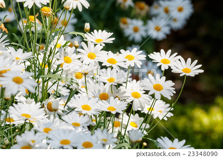 Beautiful white daisies flowers in the garden 23348090