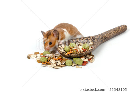 Syrian hamster eating some hamster food 23348105