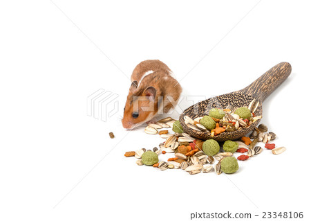Syrian hamster eating some hamster food 23348106