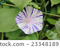 Morning glory with blue lines 23348189